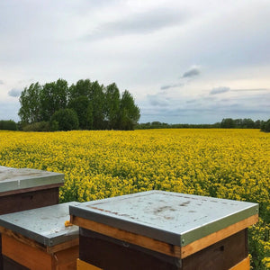 Field of Oilseed Rape Honey Blossoms